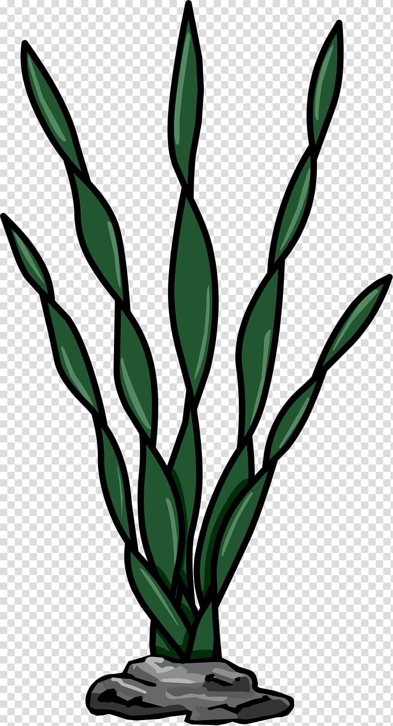 Seaweed Algae Macrocystis pyrifera Plant, weed transparent background PNG clipart