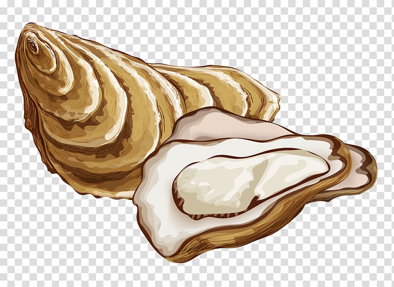 Oyster Drawing Mineral Food, Shore conch transparent background PNG clipart