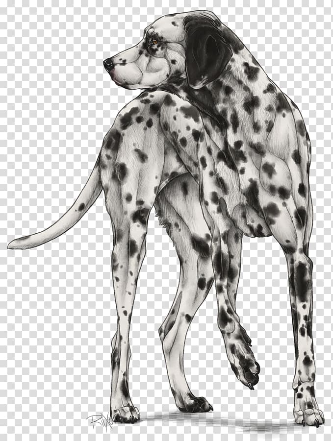 Dalmatian dog Dog breed Companion dog Bulldog Non-sporting group, dalmatians transparent background PNG clipart