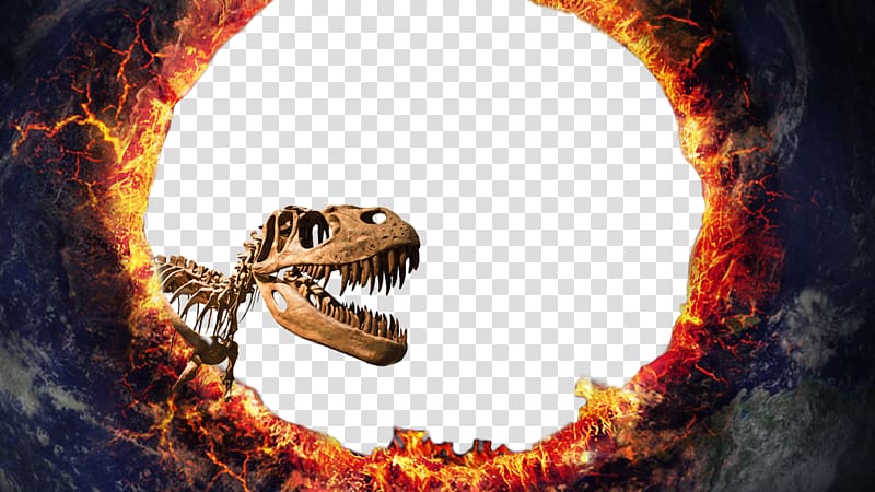 dinosaur bone, Fukui Prefectural Dinosaur Museum Tyrannosaurus, dinosaur transparent background PNG clipart