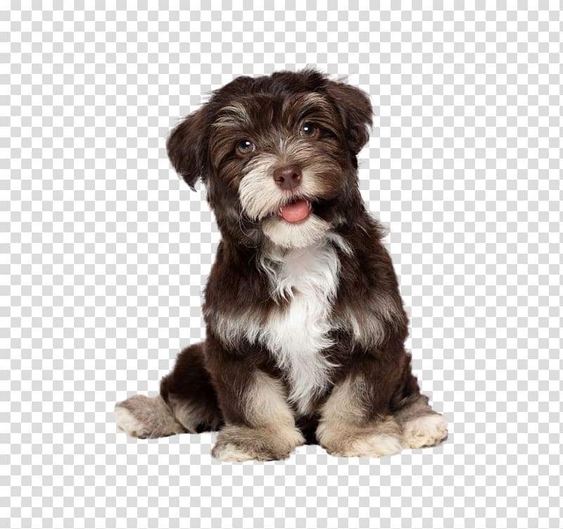 Havanese dog Puppy Maltese dog Bichon Frise Golden Retriever, puppy transparent background PNG clipart