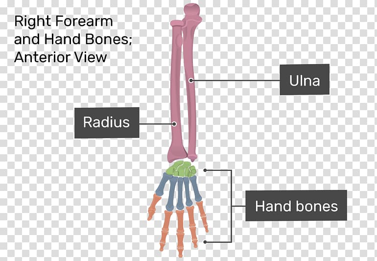 Finger Forearm Anatomy Carpal bones, hand transparent background PNG clipart