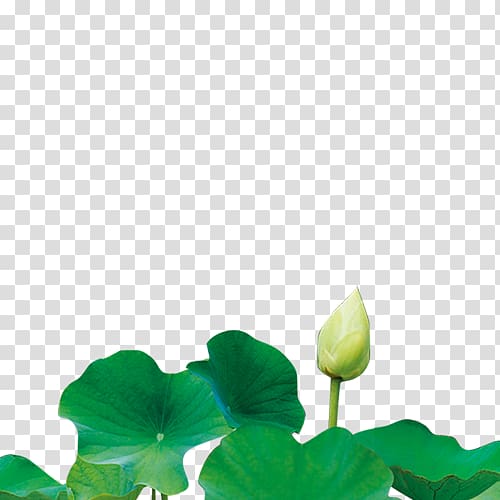 Nelumbo nucifera u516bu5b57 Chinese fortune telling Poster, Lotus transparent background PNG clipart