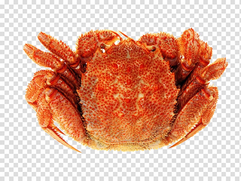 Crabe Seafood Shellfish, Seafood crabs transparent background PNG clipart