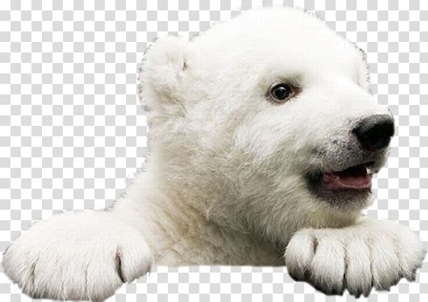 Ice Bear: A Natural and Unnatural History of the Polar Bear Brown bear American black bear Giant panda, polar bear transparent background PNG clipart