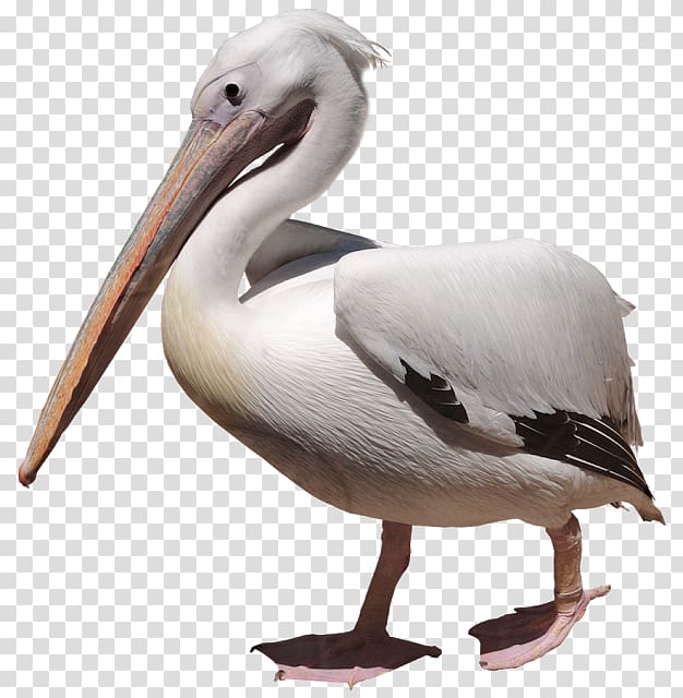 Pelican , others transparent background PNG clipart
