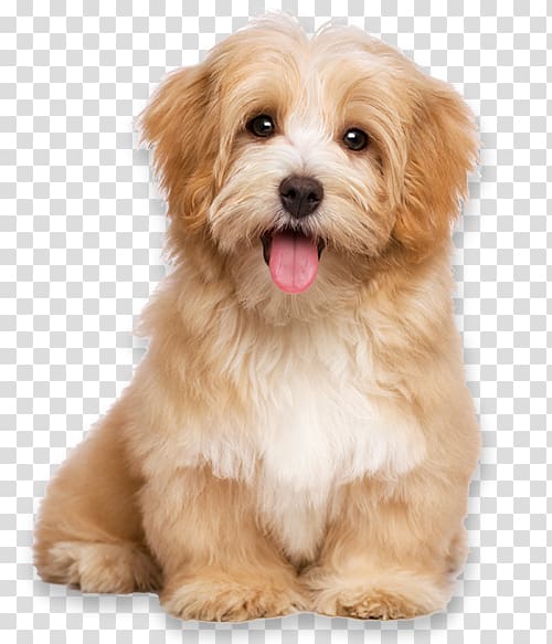 Havanese dog Pet sitting Puppy Cat Dog daycare, dog claw free buckle chart transparent background PNG clipart