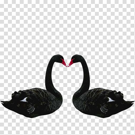 The Black Swan: The Impact of the Highly Improbable Bird, Black swan transparent background PNG clipart