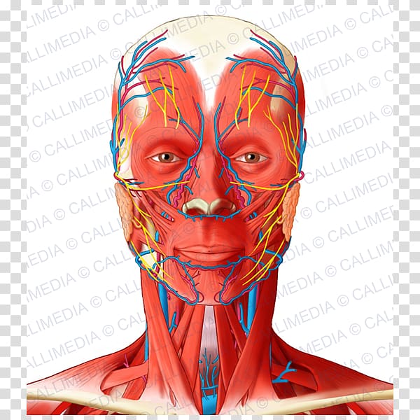 Facial artery Angular artery Head and neck anatomy Muscle, superficial temporal nerve transparent background PNG clipart