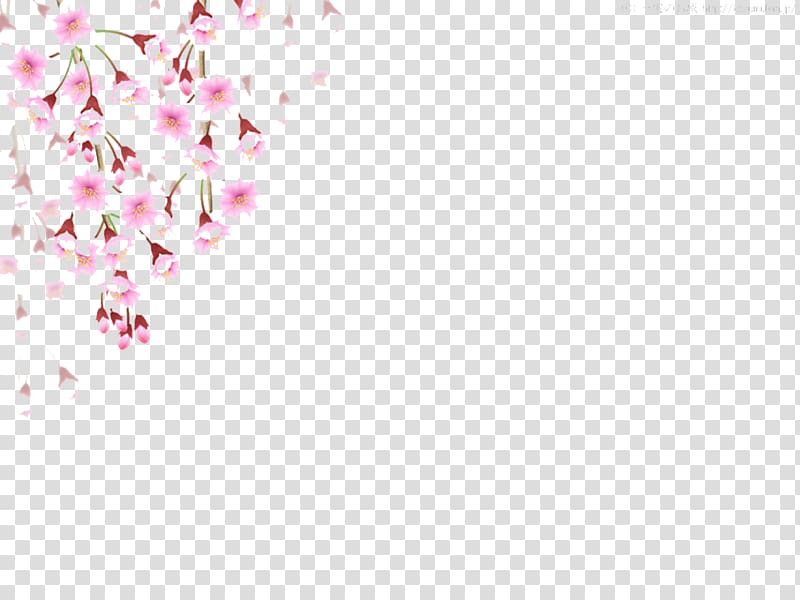 pink flowers illustration, Cherry blossom Flower, Cherry blossoms fall material transparent background PNG clipart