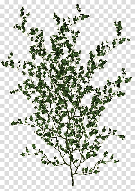 Twig Tree , ivy gourd transparent background PNG clipart