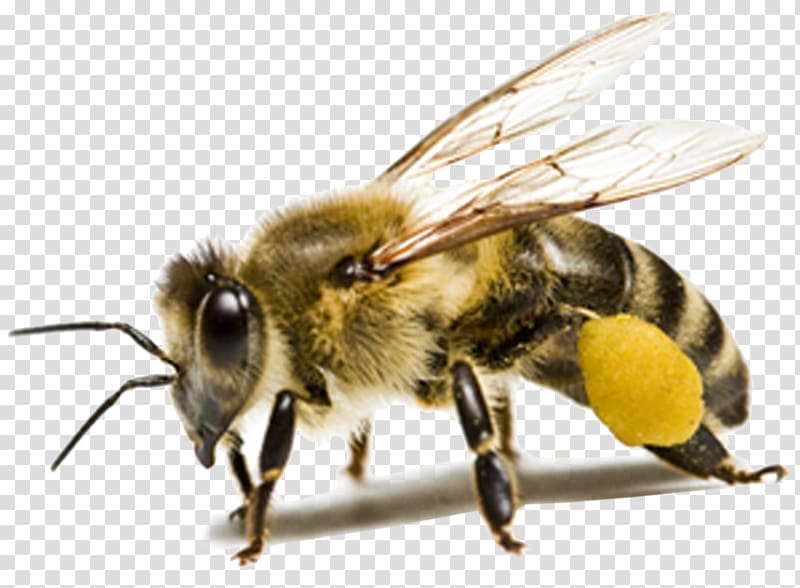 macro of honey bee, Honey bee Insect Ant, honey bee transparent background PNG clipart