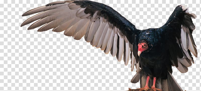 Turkey vulture Bird Eagle, Bird transparent background PNG clipart