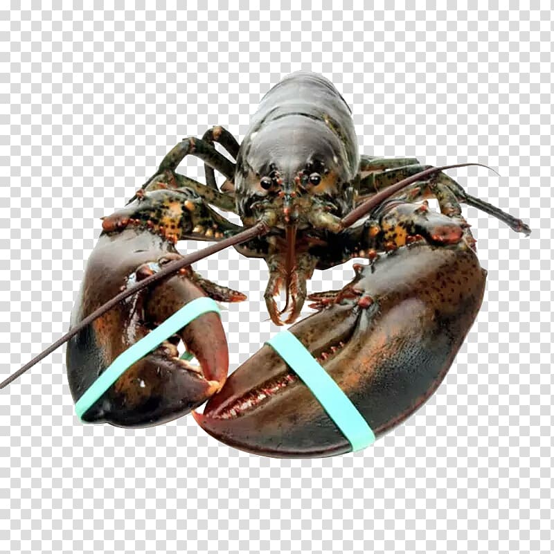 Lobster Seafood Crab cracker, Lobster material transparent background PNG clipart