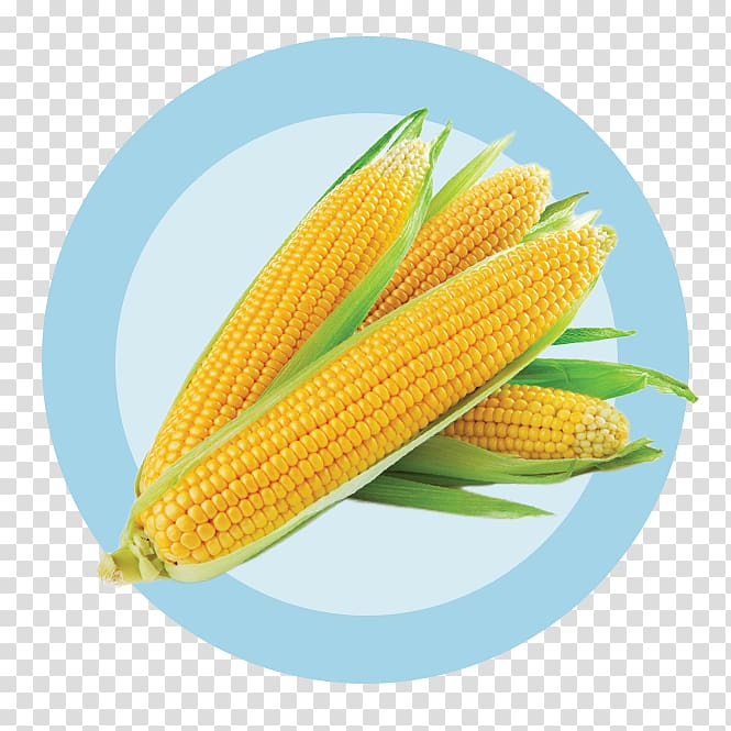 Corn on the cob Maize Corn kernel Sweet corn Ingredient, corn transparent background PNG clipart