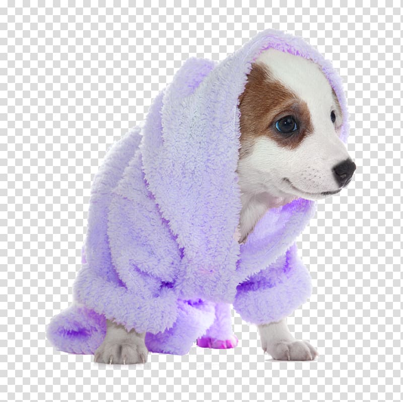German Shepherd Puppy Shih Tzu Poodle Dog grooming, take a bath transparent background PNG clipart