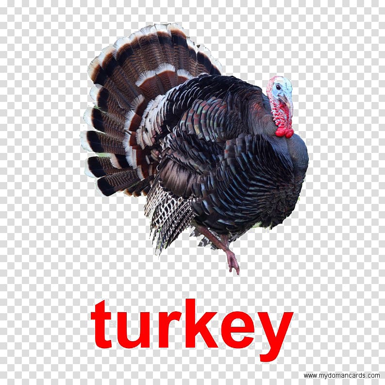 Black turkey Turkey meat Poultry Red junglefowl, duck transparent background PNG clipart