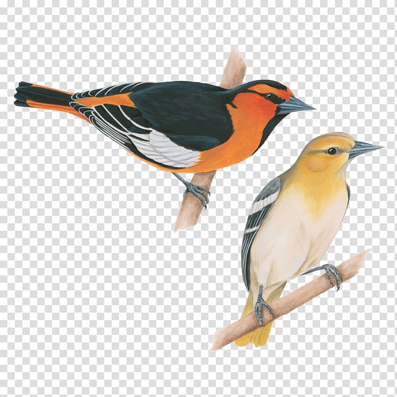 Songbird Baltimore oriole American crow Old World oriole, celebrate transparent background PNG clipart