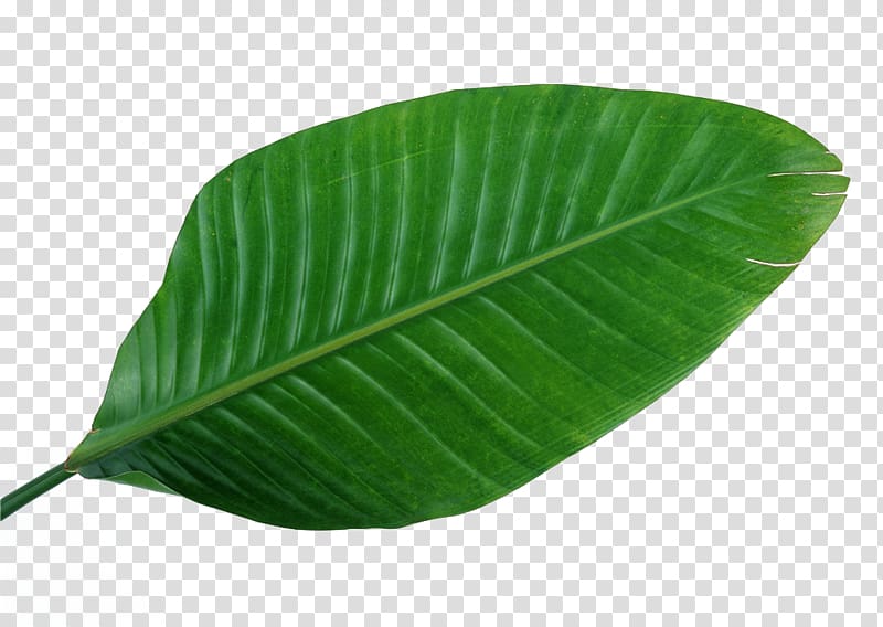 green leafed, Musa basjoo Leaf Green Banana , Leaves,green,leaf,Fresh transparent background PNG clipart