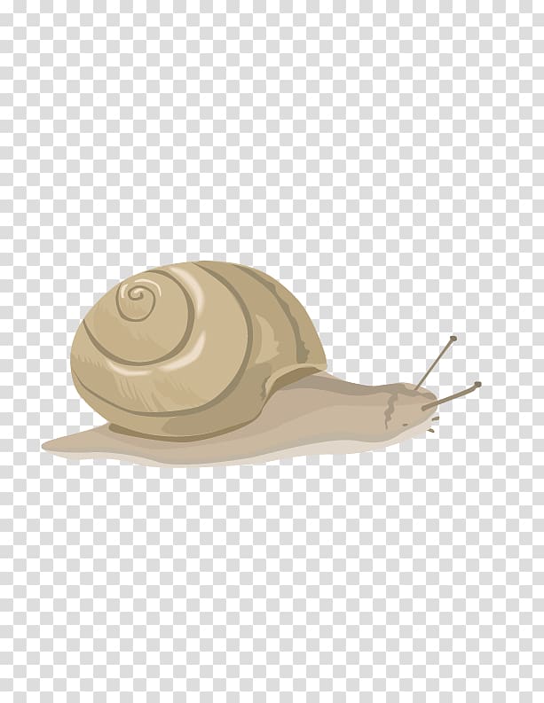 Snail Euclidean Orthogastropoda, snails transparent background PNG clipart