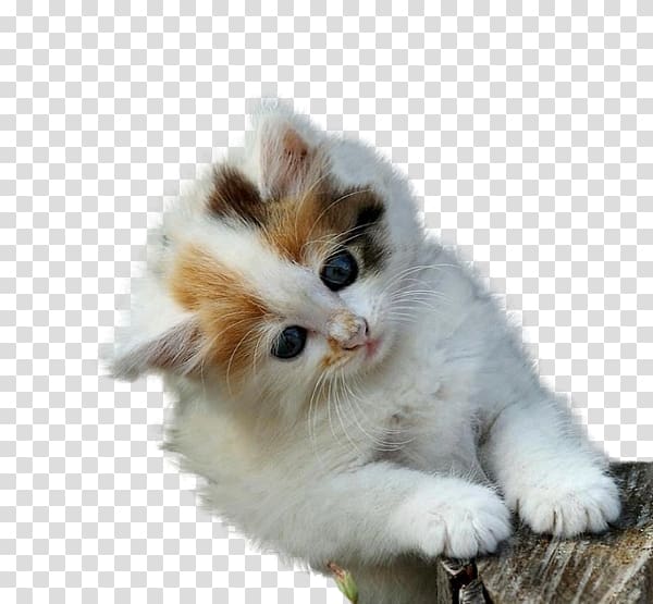 Maine Coon Kitten Cuteness High-definition television , Cartoon cat transparent background PNG clipart