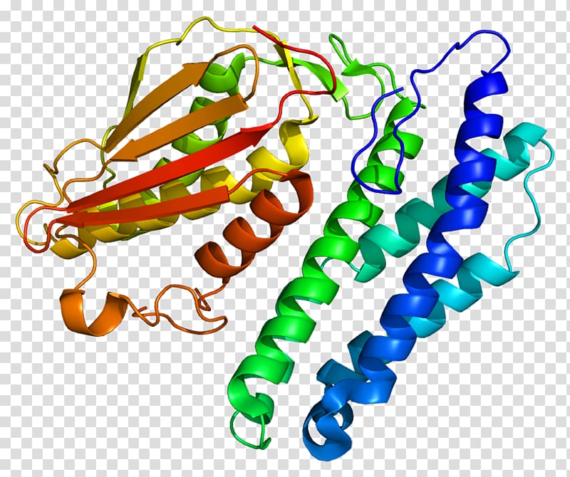Branched-chain alpha-keto acid dehydrogenase complex Protein Pyruvate dehydrogenase Bckdk, others transparent background PNG clipart