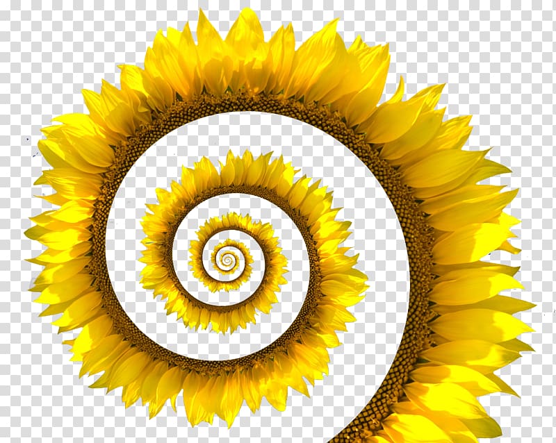 Common sunflower Spiral Sunflower seed White, sunflower transparent background PNG clipart