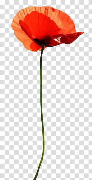 Common poppy Flower , flower transparent background PNG clipart