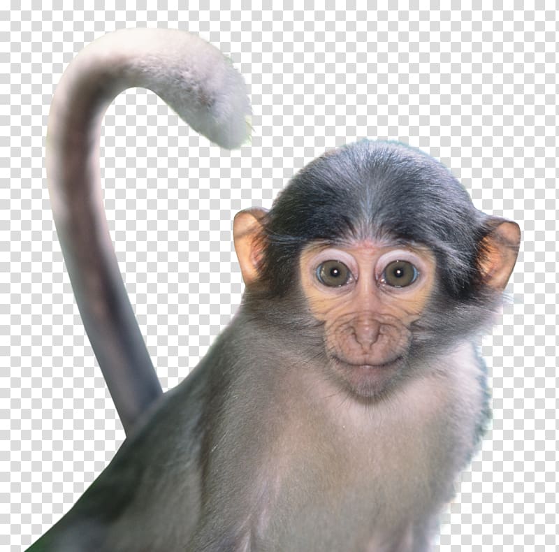 Macaque Monkey, Monkey transparent background PNG clipart