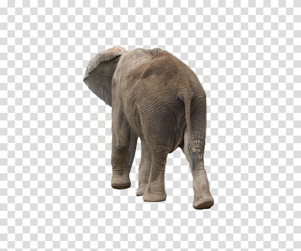 African bush elephant African forest elephant Asian elephant, Elephant back transparent background PNG clipart