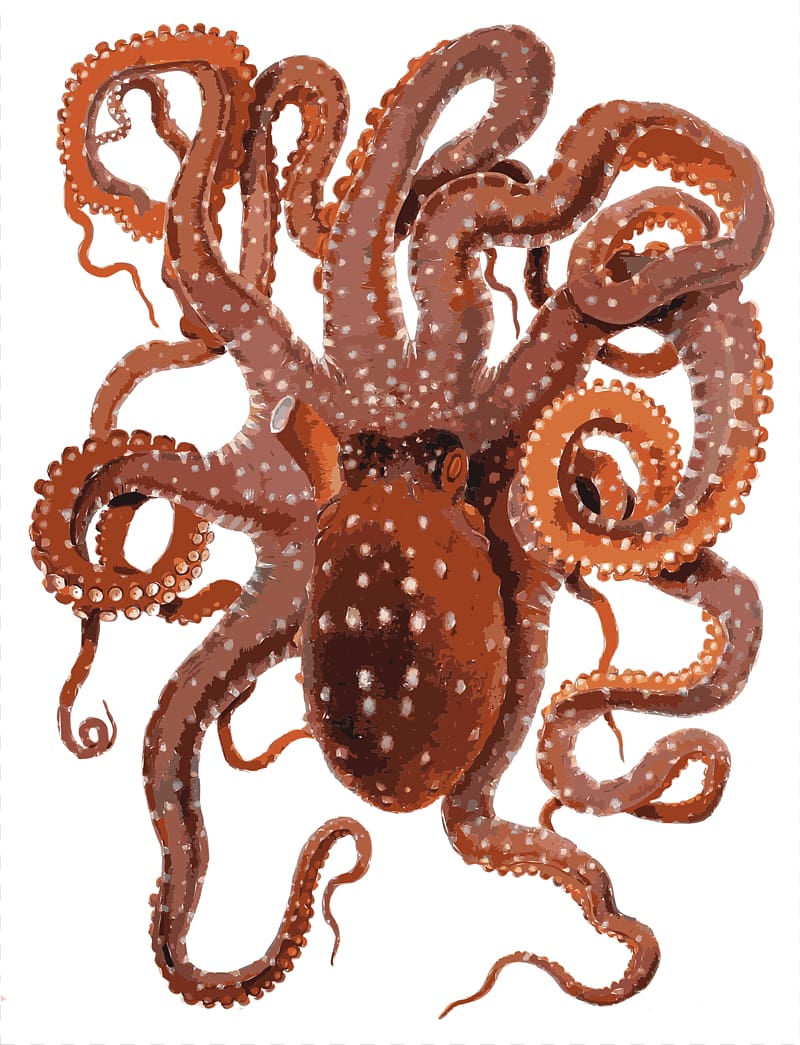 Callistoctopus macropus , Octo transparent background PNG clipart