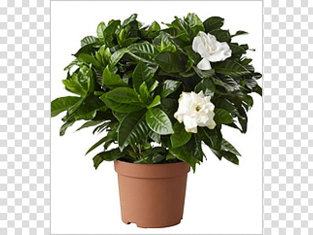 Cape jasmine Houseplant Plants Flowerpot, plants transparent background PNG clipart