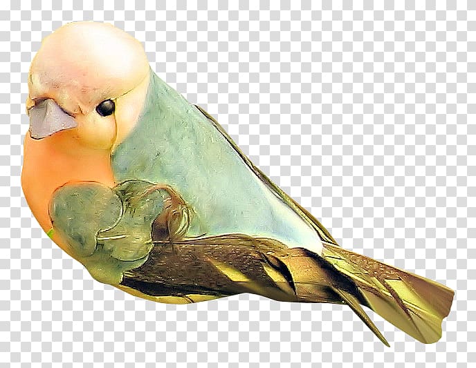 Lovebird Feather Beak Parakeet, parrot transparent background PNG clipart