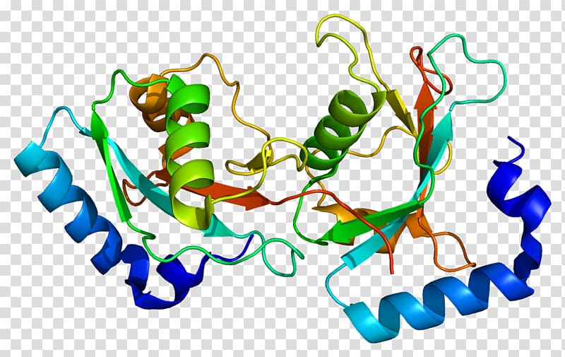 GABARAPL2 ULK1 Autophagy Gene GABA receptor, starvation transparent background PNG clipart