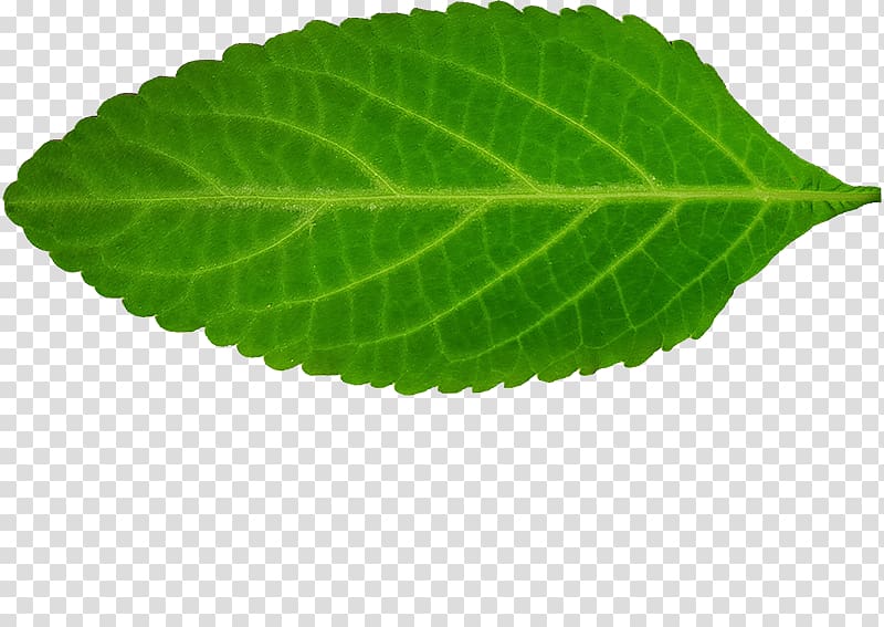 Perilla Leaf, Copynumber Variation transparent background PNG clipart