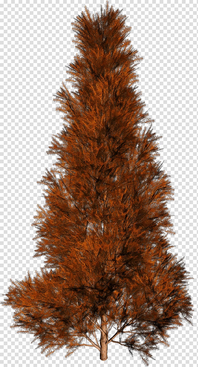 Tree Autumn Spruce, Trees transparent background PNG clipart