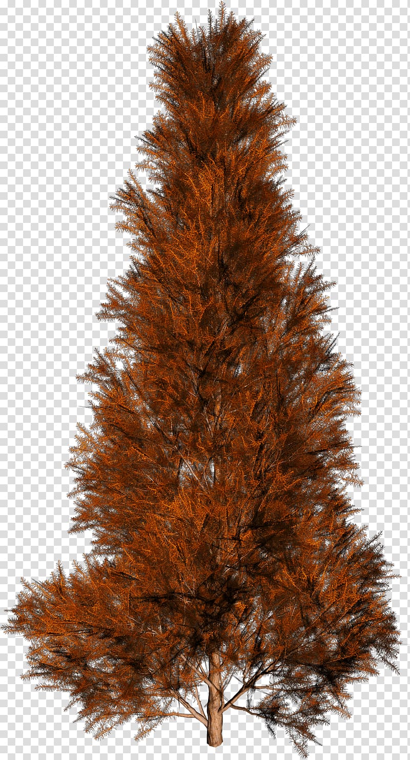 Tree Autumn Spruce, Trees transparent background PNG clipart | HiClipart