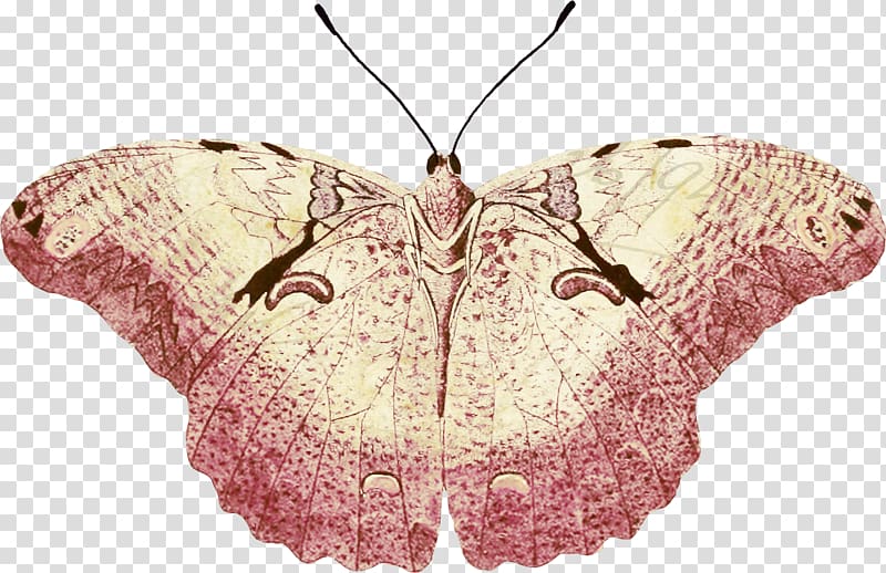 Butterfly Moth Silkworm .net, butterfly transparent background PNG clipart