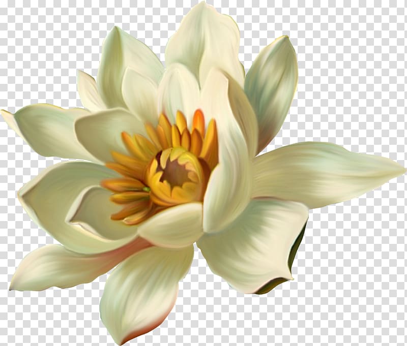 Nelumbo nucifera Encapsulated PostScript Pygmy water-lily , lotus background transparent background PNG clipart