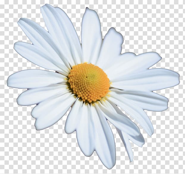 Chrysanthemum Oxeye daisy Petal White, chrysanthemum transparent background PNG clipart
