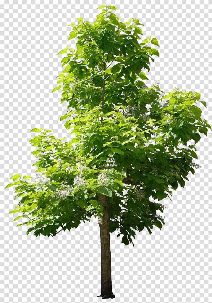 Trees for Small Gardens Sweetgum Nursery, tree transparent background PNG clipart