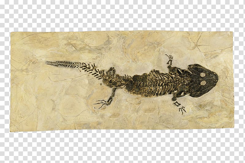 Aathal Dinosaur Museum Fauna, Lurch transparent background PNG clipart