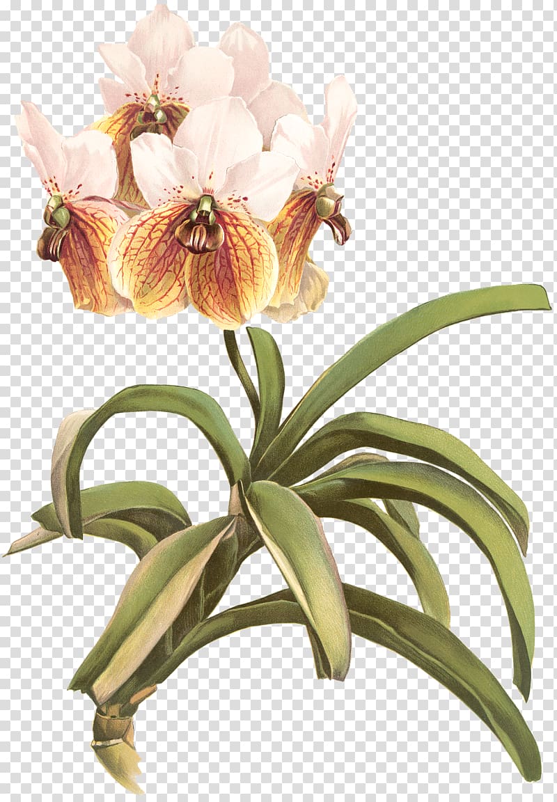 Reichenbachia: Orchids Illustrated and Described Waling-waling , fairy light transparent background PNG clipart