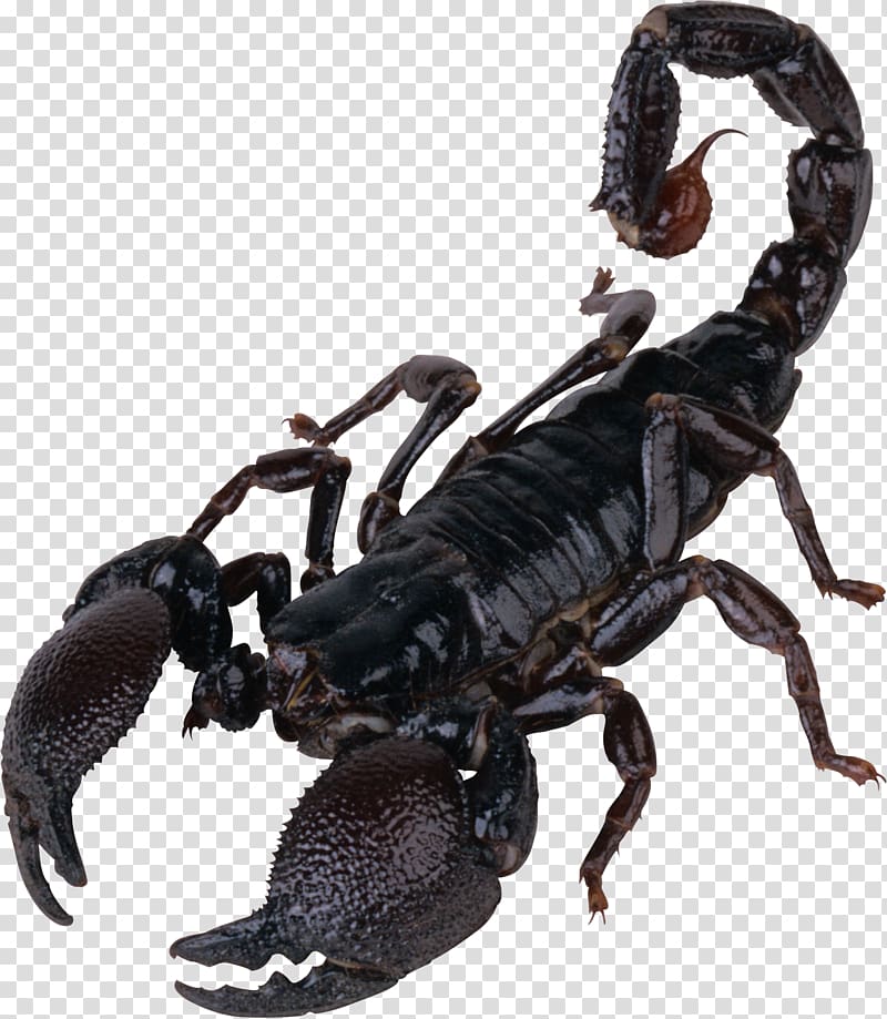 Scorpion , Scorpion transparent background PNG clipart