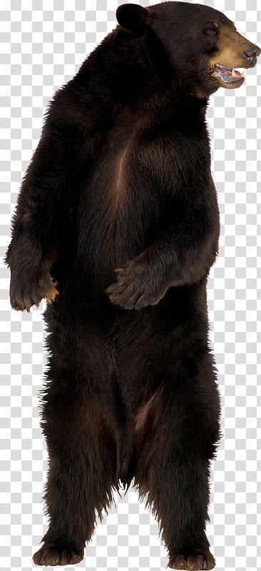 American black bear Polar bear Giant panda Grizzly bear, ara transparent background PNG clipart