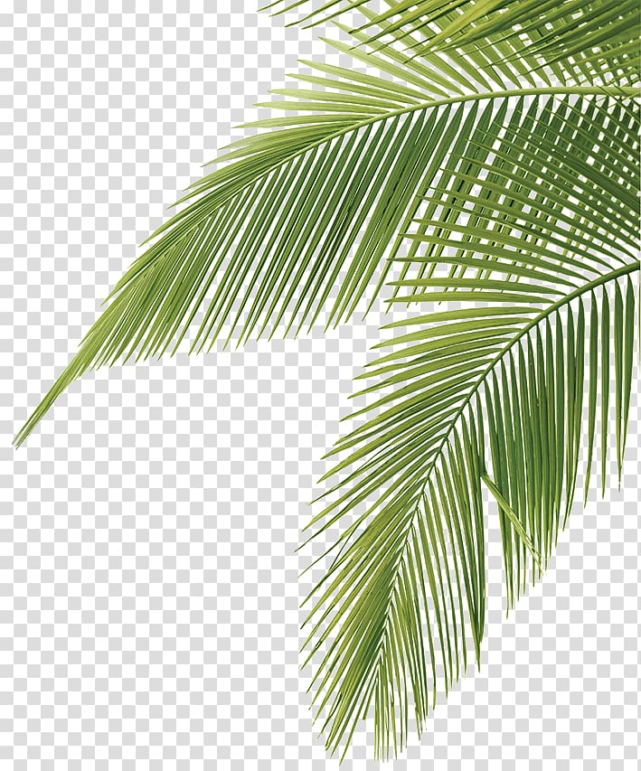 palm leaves , Arecaceae Leaf Frond , Coconut leaves green transparent background PNG clipart