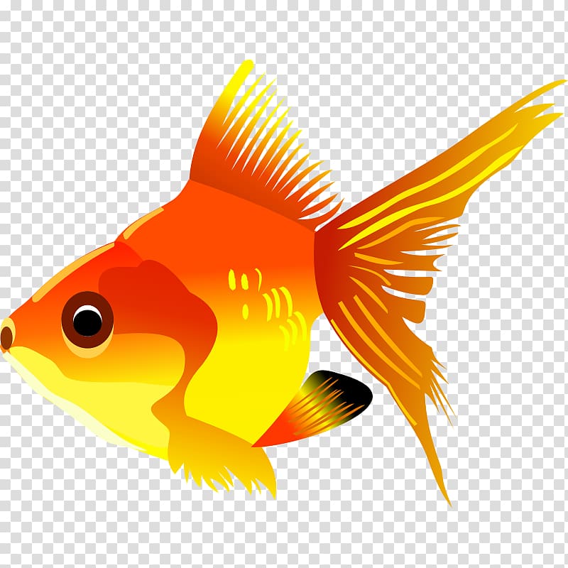 Carassius auratus Fish , Free Fish transparent background PNG clipart