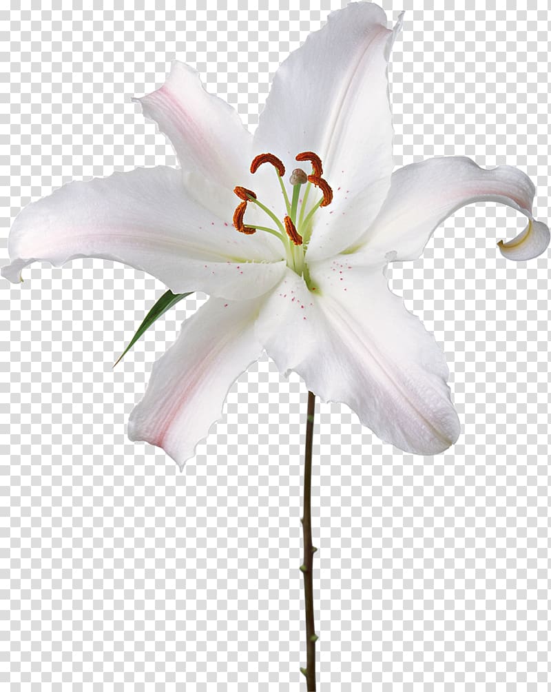 Flower Fleur-de-lis Lilium candidum, lily transparent background PNG clipart