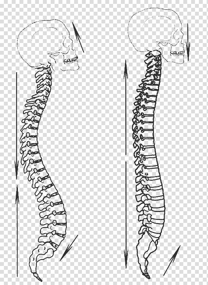 Yiquan Zhan zhuang Martial arts Xing Yi Quan Vertebral column, others transparent background PNG clipart