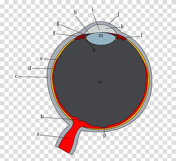 Human eye Sclera Vitreous body Corneal limbus, Eye transparent background PNG clipart